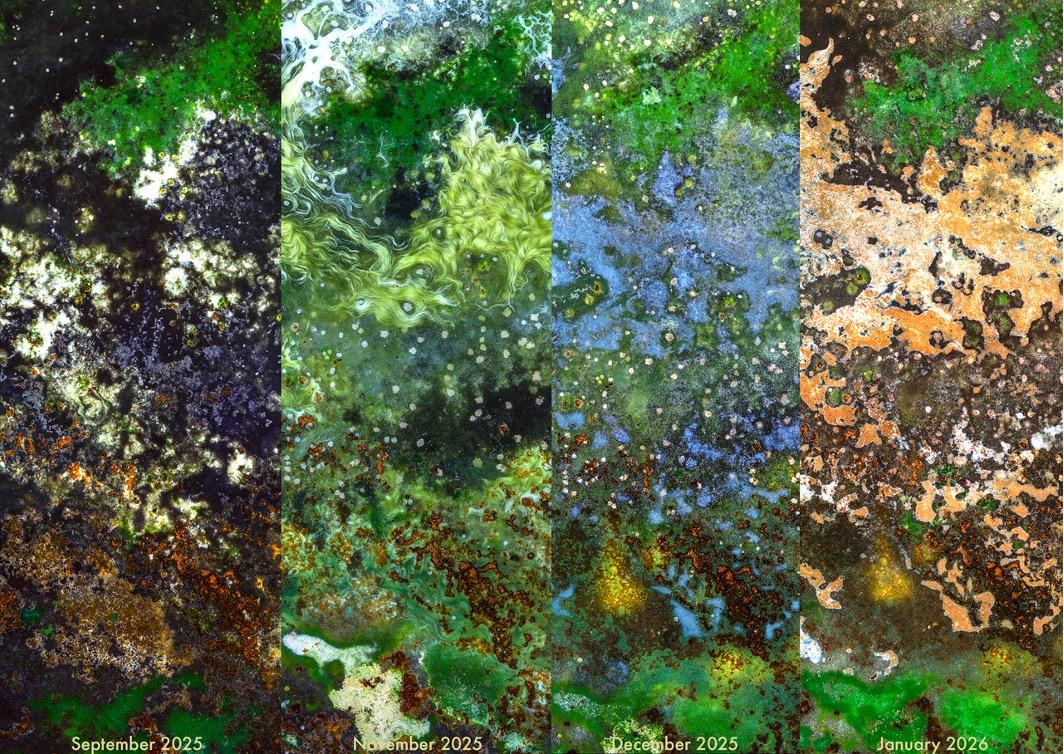 Pictures of microbes using a hi-res camera showing their beauty. 